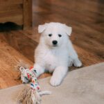 A small white dog sitting on a wood floor with a chew toy waiting to do indoor dog exercises