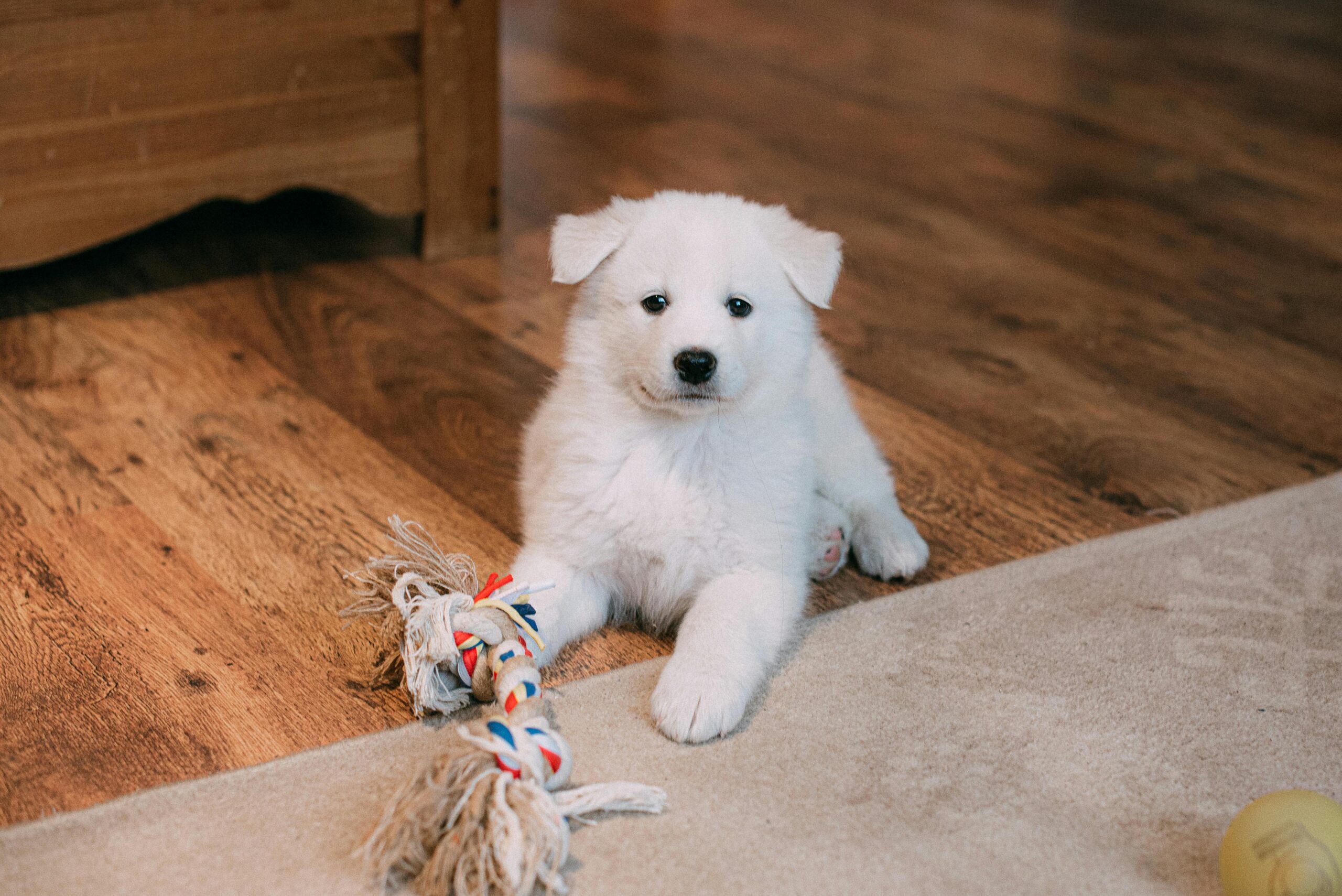 A small white dog sitting on a wood floor with a chew toy waiting to do indoor dog exercises