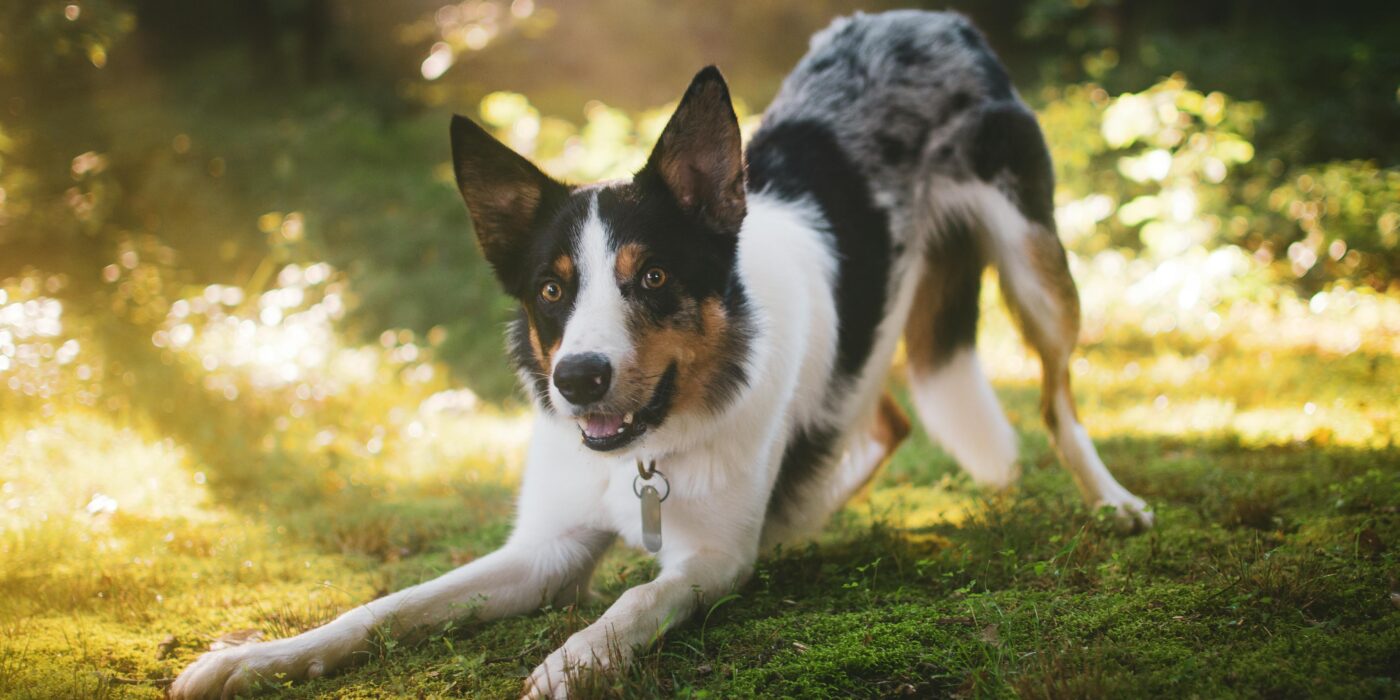 A black, white and brown dog playing dog-friendly yard games on green grass