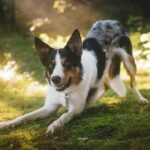 A black, white and brown dog playing dog-friendly yard games on green grass