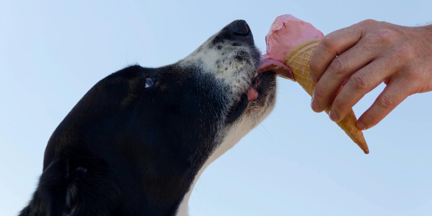 A black and white dog licking a pink ice cream cone held by a person, illustrating an example of toxic foods for dogs that pet owners should avoid