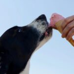 A black and white dog licking a pink ice cream cone held by a person, illustrating an example of toxic foods for dogs that pet owners should avoid
