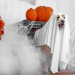Dog in a ghost Halloween costume next to orange pumpkins and flowers showing off one of the best dog Halloween costumes for trick-or-treating