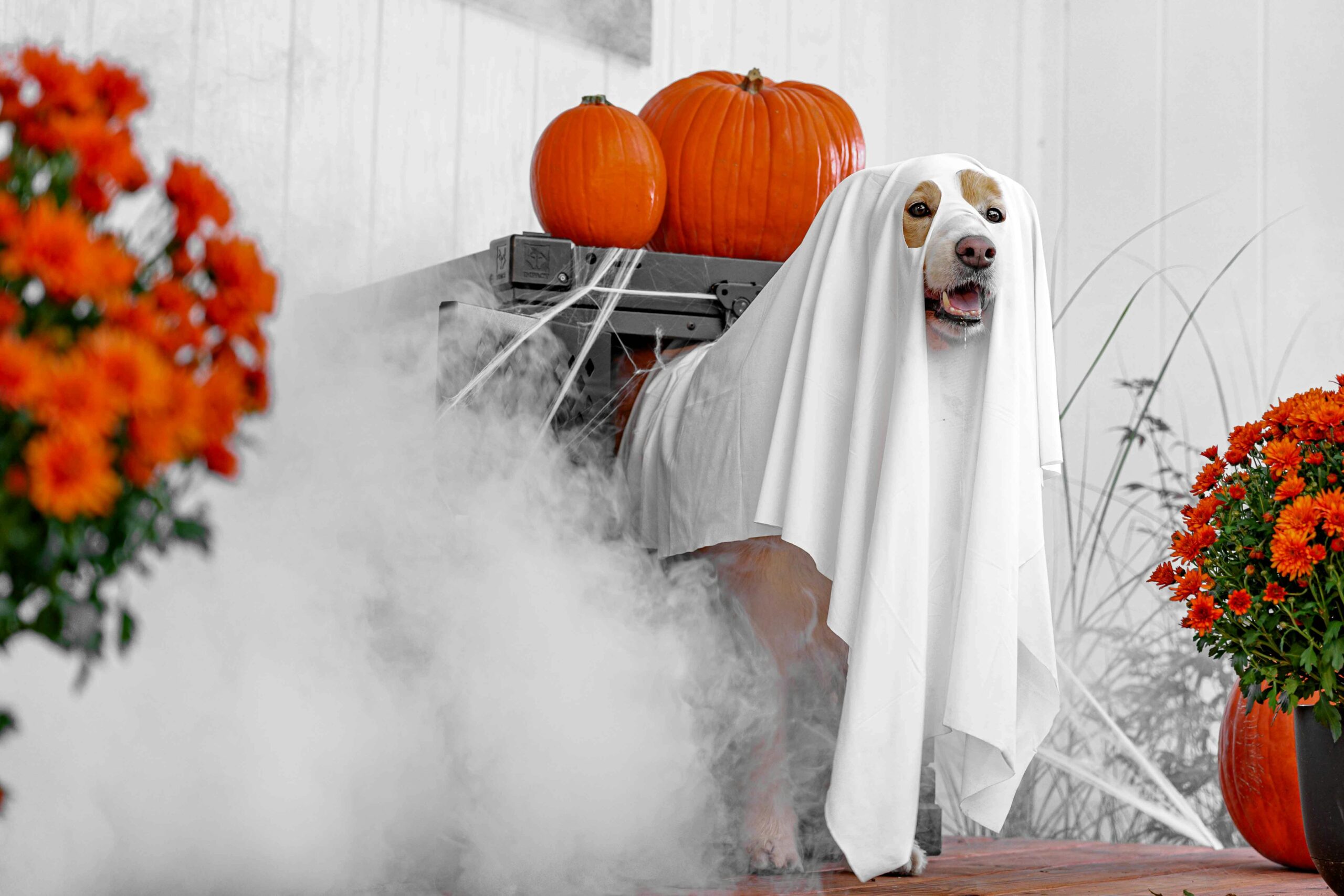 Dog in a ghost Halloween costume next to orange pumpkins and flowers showing off one of the best dog Halloween costumes for trick-or-treating