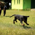 A black high energy puppy playing on green grass