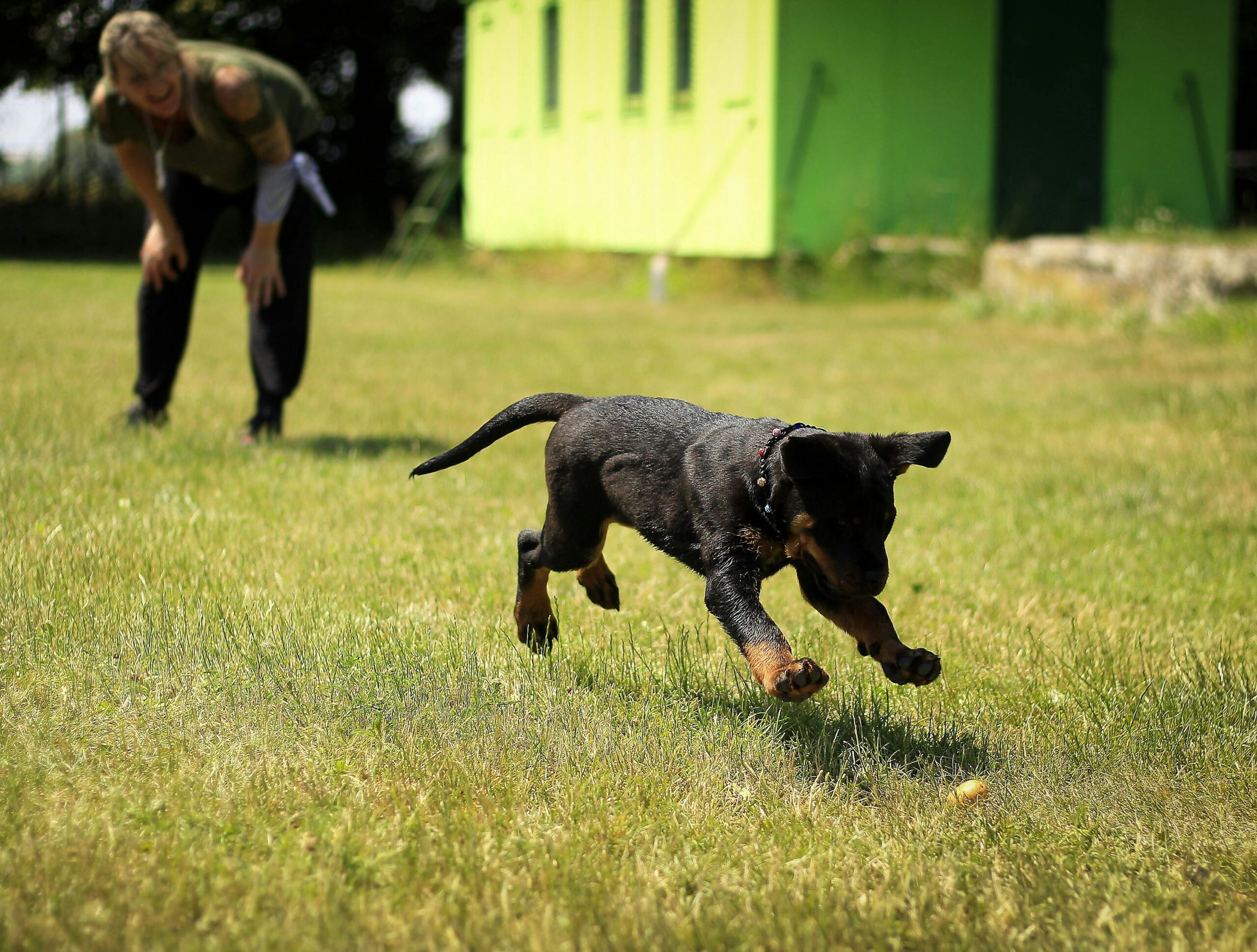 A black high energy puppy playing on green grass