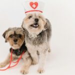 A small white and gray dog wearing a white nurse hat next to a sitting brown and gray dog wearing a stethoscope about to use their pet insurance for dogs