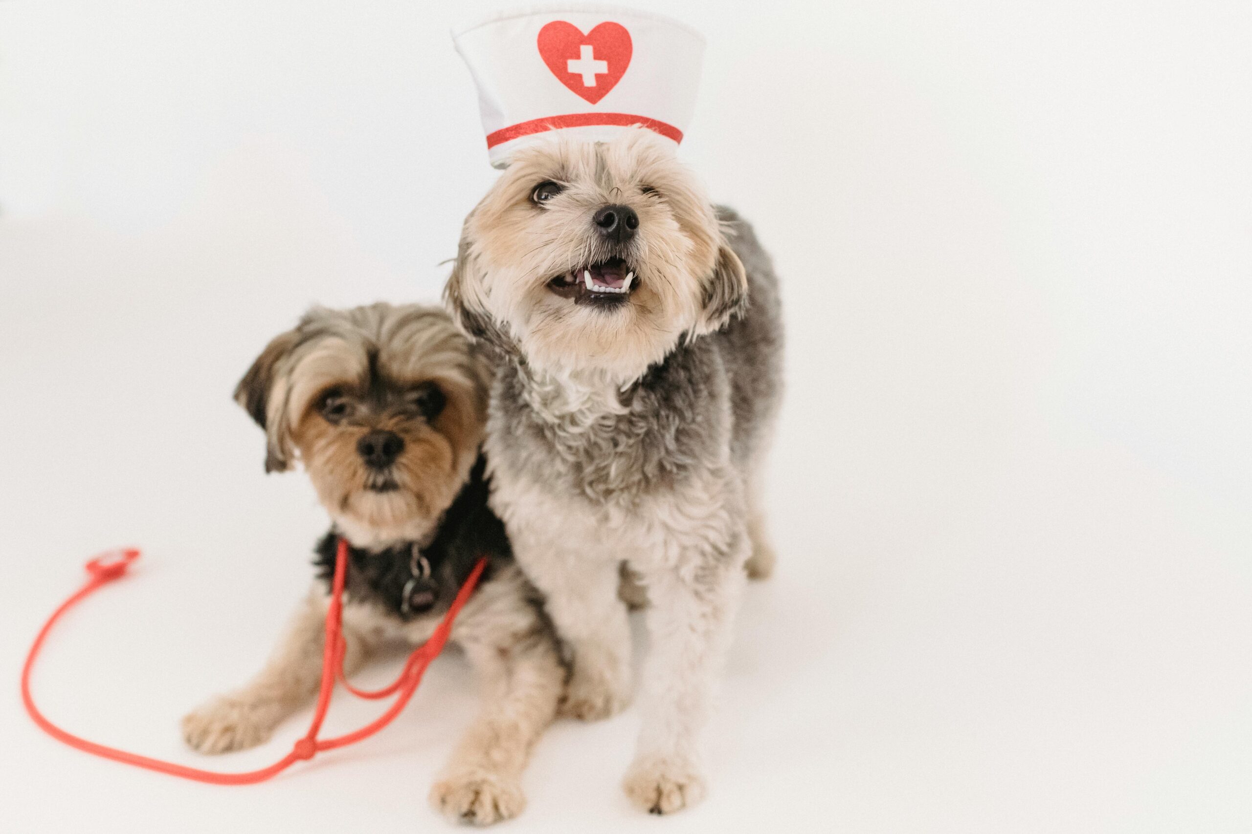 A small white and gray dog wearing a white nurse hat next to a sitting brown and gray dog wearing a stethoscope about to use their pet insurance for dogs