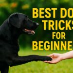 A black Labrador Retriever sits on green grass outdoors and gently shakes hands with a person reaching in from the right. The background is softly blurred with warm green and golden tones from trees. Large bold yellow text on the right side of the image reads “Best Dog Tricks for Beginners.” The scene feels warm, friendly, and inviting, with a focus on training and connection between the dog and owner.